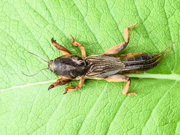 Ilustracja artykułu jak rozpoznać turkucia podjadka – zobacz, jak wygląda larwa i dorosły osobnik