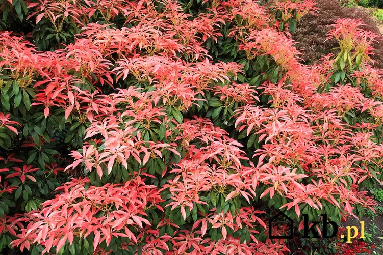 Pieris japoński o czerwonych kwiatch, a także uprawa, rozmnażanie, choroby oraz sadzenie w ogrodzie krok po kroku