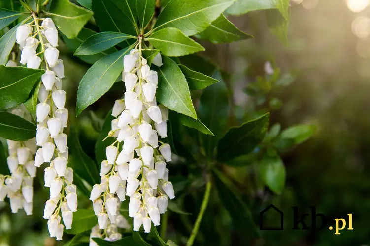 Białe kwiaty pierisa kwiecistego, a także uprawa, pielęgnacja, rozmnażanie, choroby oraz wymagania i sadzenie