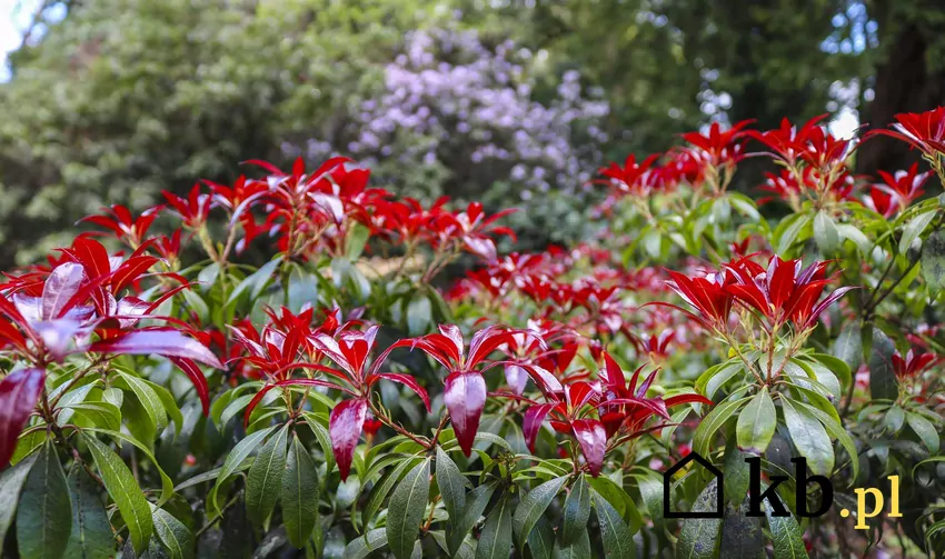 Czerwone kwiaty Pieris japoński