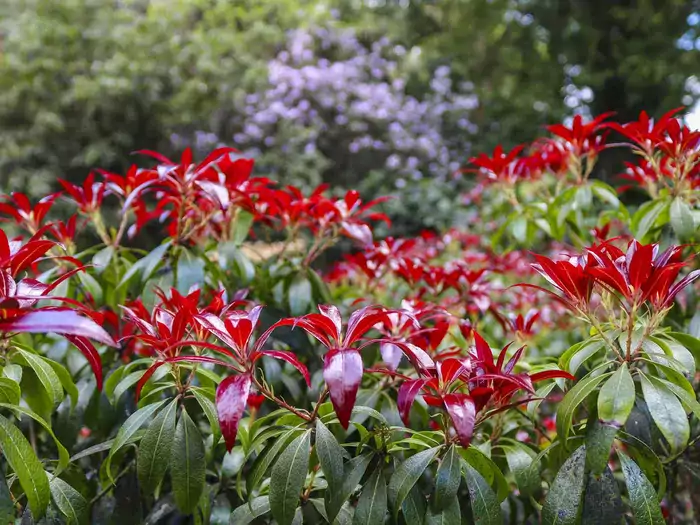 Pieris japoński - odmiany i pielęgnacja