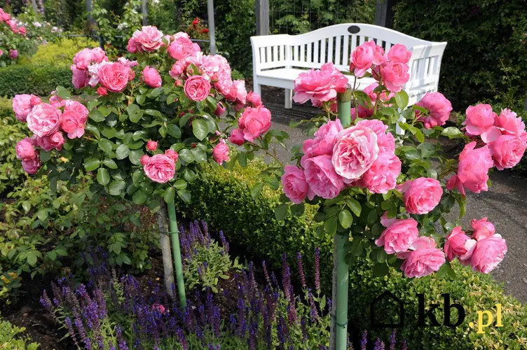 Różowe róże na pniu krok po kroku, czyli wysokopienne róże do ogrodu, ich szczepienie, pielęgnacja, zastosowanie, sadzenie oraz uprawa krok po kroku