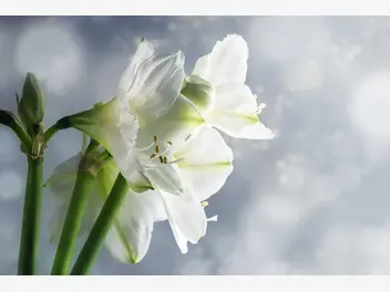Ilustracja artykułu amarylis - piękny kwiat doniczkowy - uprawa, pielęgnacja, podlewanie