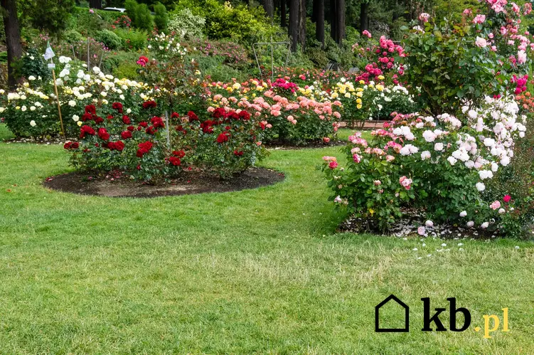 Róże rabatowe o różnych kolorach w ogrodzie w czasie kwitnienia, a także odmiany, sadzenie, pielęgnacja oraz uprawa krok po kroku
