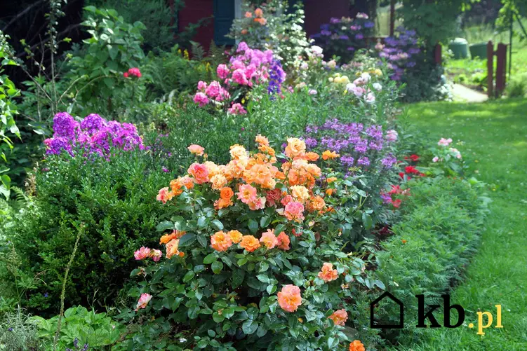 Pomarańczowe róże rabatowe krok po kroku, a także odmiany, uprawa, pielęgnacja, zastosowanie, sadzenie oraz podlewanie
