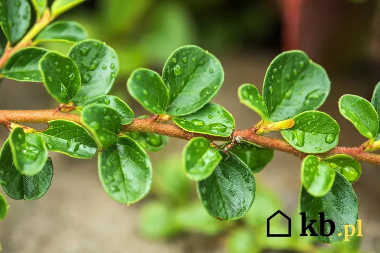 Zielone mokre listki irgii poziomej rosnącej w ogrodzie, a także wymagania rośliny, pielęgnacja i uprawa krok po kroku