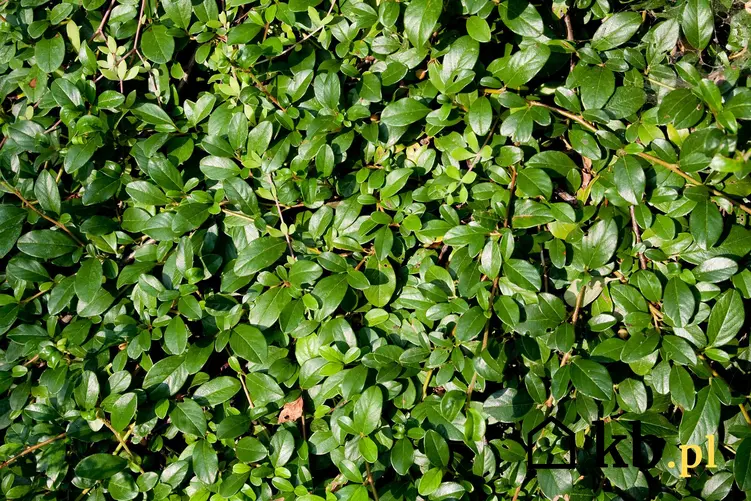 Zielone liście rośliny Irga Dammera Major, a także opis gatunku, sadzenie w ogrodzie i rozstawa, uprawa i pielęgncja