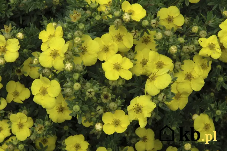 Żółte kwiaty pięciornika w ogrodzie, a także wymagania rośliny, odmiany, uprawa i pielęgnacja krok po kroku, zastosowanie i sadzenie