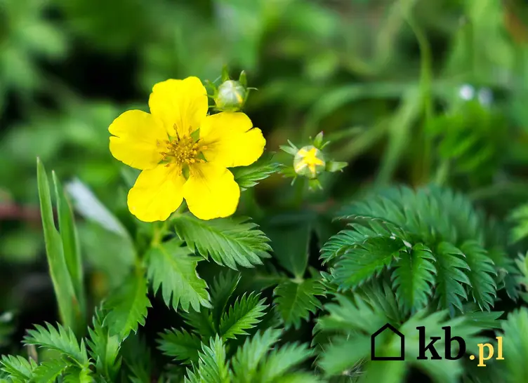 Pięciornik w ogrodzie i jego delikatny żółty kwiat, a także odmiany, wymagania, uprawa oraz pielęgnacja krok po kroku
