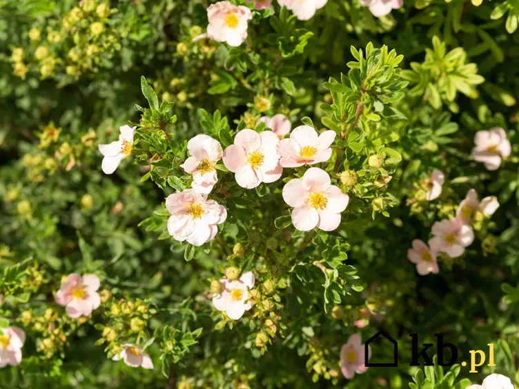 Białe kwiaty pięciornika krzewiastego, a także odmiany rośliny, pielęgnacja i uprawa, zastosowanie oraz sadzenie