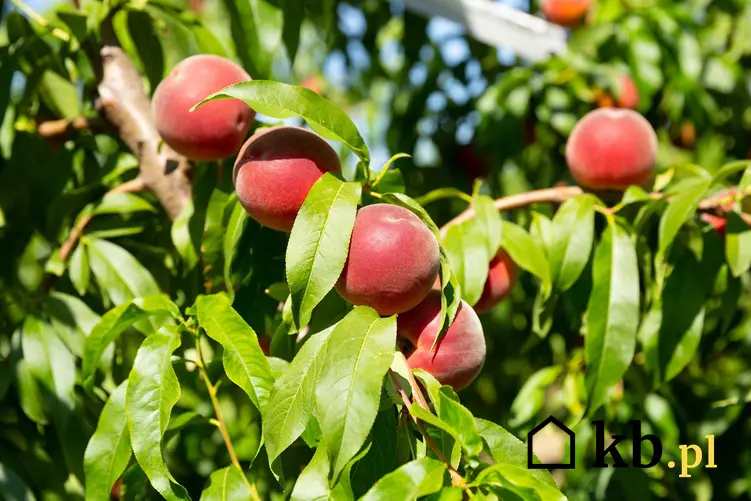Drzewko brzoskwini z małymi owocami, a także sadzenie brzoskwini w Polsce, najlepsze odmiany owoców, uprawa i pielęgnacja