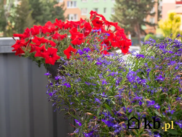 Lobelia w czasie kwitnienia oraz inne ciekawe kwiaty na balkon i kwiaty balkonowe, czyli polecane rośliny balkonowe krok po kroku