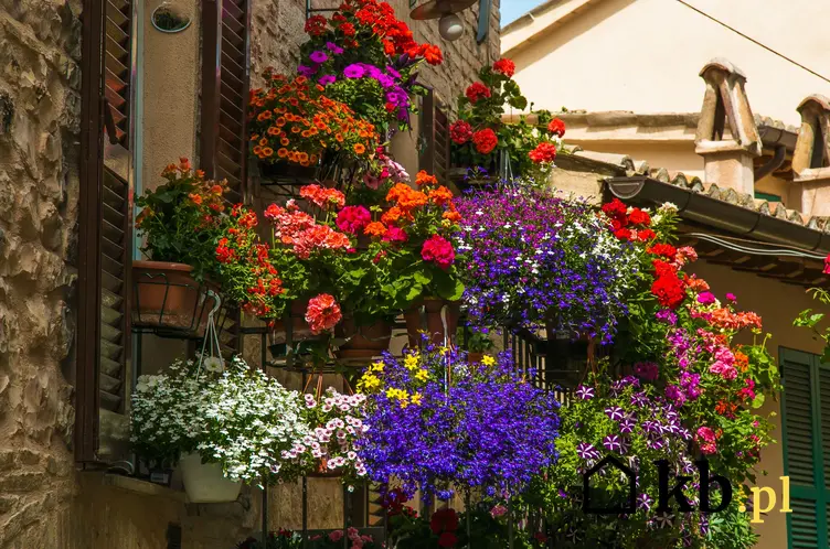 Surfienie, petunie w czasie kwitnienia oraz inne ciekawe kwiaty na balkon i kwiaty balkonowe, czyli polecane rośliny balkonowe krok po kroku
