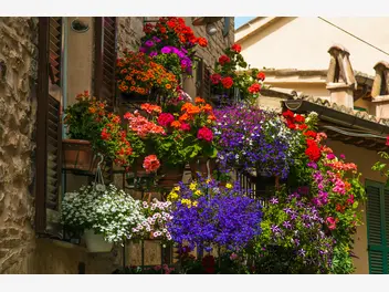 Ilustracja artykułu 15 najlepszych kwiatów na balkon - zobacz, które kwiaty nadają się na balkon
