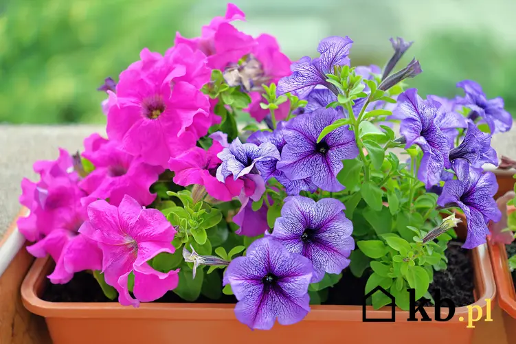 Petunie w czasie kwitnienia oraz inne ciekawe kwiaty na balkon i kwiaty balkonowe, czyli polecane rośliny balkonowe krok po kroku