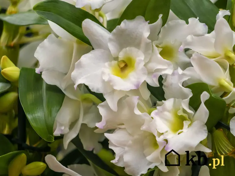 Białe kwiaty z żółtym oczkiem storczyka dedrobium nobile w doniczce, a także uprawa, pielęgnacja, sadzenie i cena rośliny