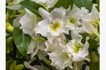 Pielęgnacja storczyka Dendrobium nobile