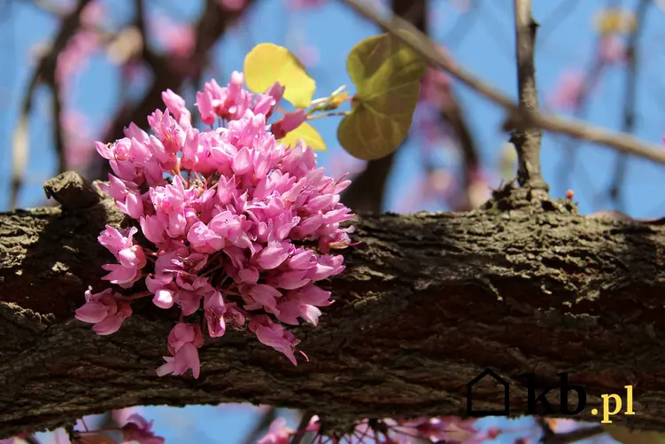 Różowe kwiaty judaszowca na korze drzewa, a także judaszowiec w Polsce, jego odmiany, uprawa i pielęgnacja