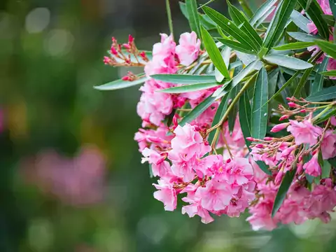 Oleander: uprawa, pielęgnacja i rozmnażanie