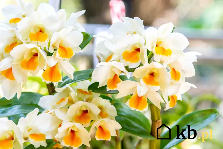 Dendrobium o drobnych jasnożółto-pomarańczowych kwiatach w doniczkach, a także 10 najciekawszych rodzajów storczyków do uprawy w domu