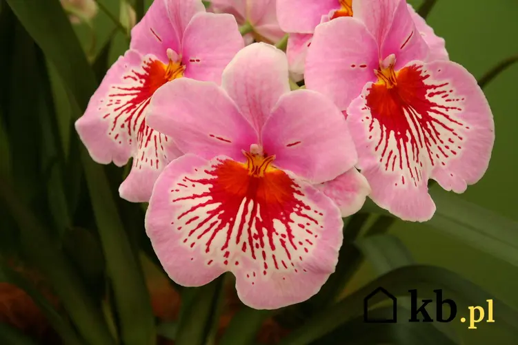 Storczyk Miltonia o różowych kwiatach, a także 10 najpiekniejszych rodzajów storczyków, gatunki i odmiany do uprawy