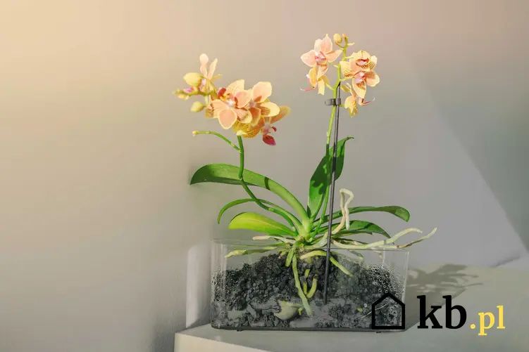 Mini storczyk o jasnożółtych kwiatach w szkle na półce, a także uprawa i pielęnacja storczyków w szklanych naczyniach