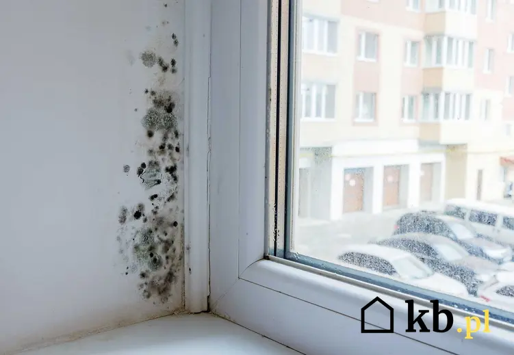 Grzyb na ścianie koło okna, a także informacje, jak usunąć grzyba ze ściany, najlepsze preparaty, środki, porady i sposoby