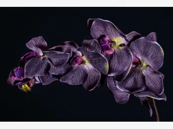 Ilustracja artykułu czarny storczyk - niepokojący i zaskakujący kwiat - opis, cena, odmiany