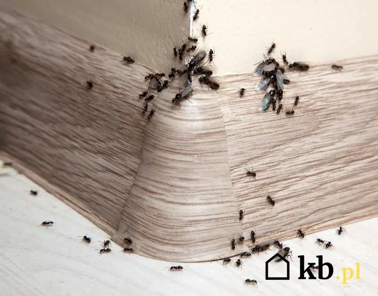 Mrówki chodzące po listwie podłogowej, a także informacje, co na mrówki w domu, skuteczne domowe sposoby, opryski i preparaty