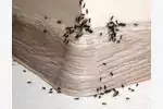 Jak zwalczyć mrówki w domu