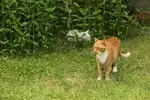 Jak odstraszyć koty z ogrodu