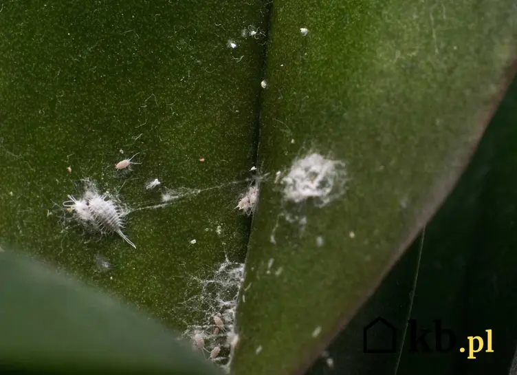 Wełnowce na zewnętrznej stronie liścia storczyka, a także jak zwalczać wełnowce na storczykach