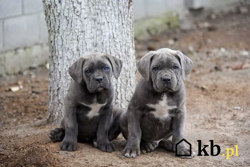 Szczeniaki rasy Cane Corso