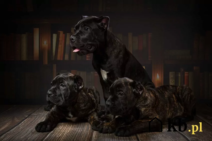 Cane Corso mama z szczeniakami