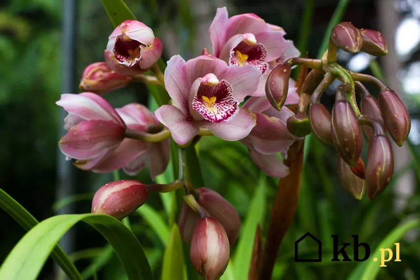 Fioletowy storczyk cymbidium w doniczce