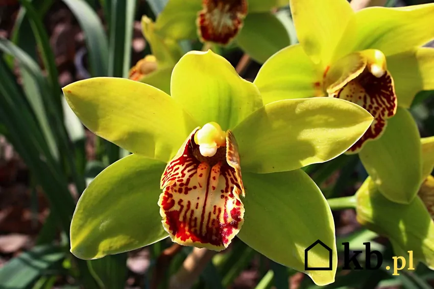 Żółty storczyk cymbidium w doniczce