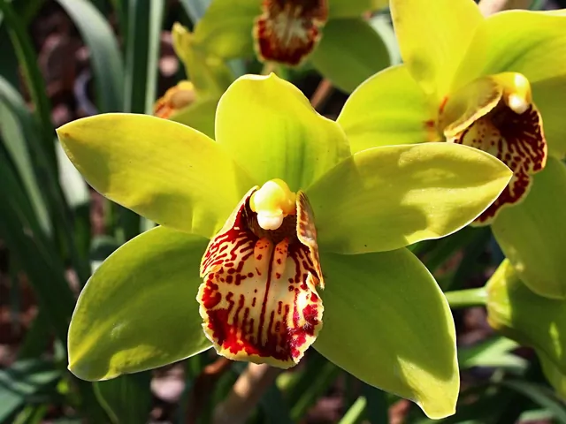 Cymbidium - podlewanie i pielęgnacja