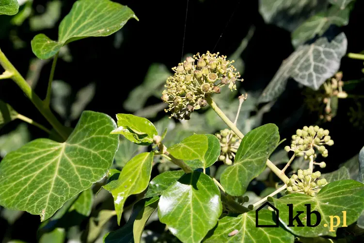 Jasnozielone liście bluszczu hedera i owocostany, a także wymagania, sadzenie, pielęgnacja w ogrodzie bluszczu
