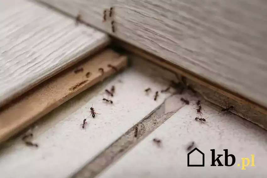 Mrówki na podłodze w domu
