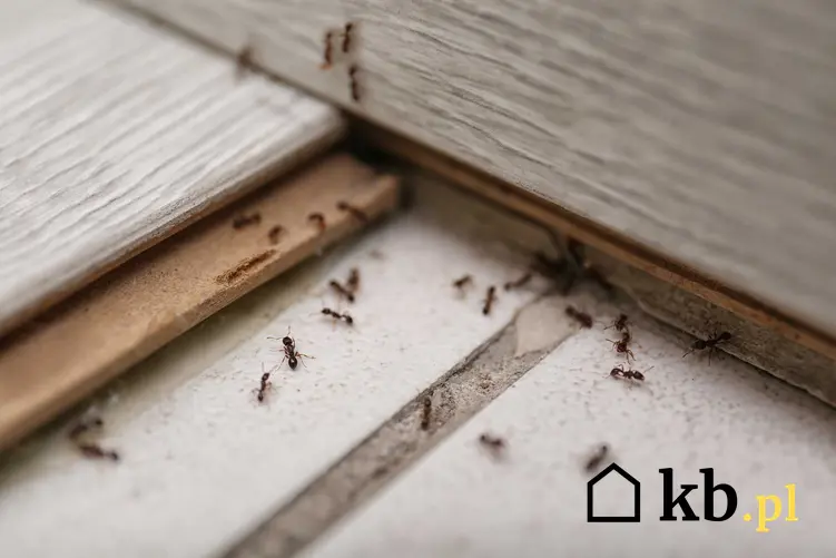 Mrówki chodzące po płytkach w domu, a także TOP 4 najlepsze sposoby na mrówki w domu, domowe sposoby na mrówki i insekty