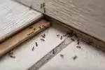 Domowe sposoby na mrówki w domu