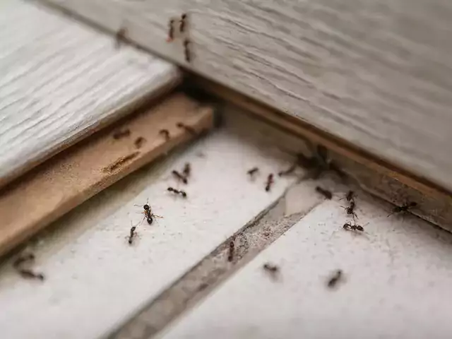 Domowe sposoby na mrówki w domu