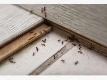 Ilustracja artykułu top 4 domowe sposoby na mrówki w domu i w ogrodzie
