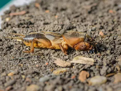 Sposoby na zwalczanie turkucia podjadka