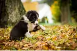 Cena szczeniaka Border Collie z rodowodem