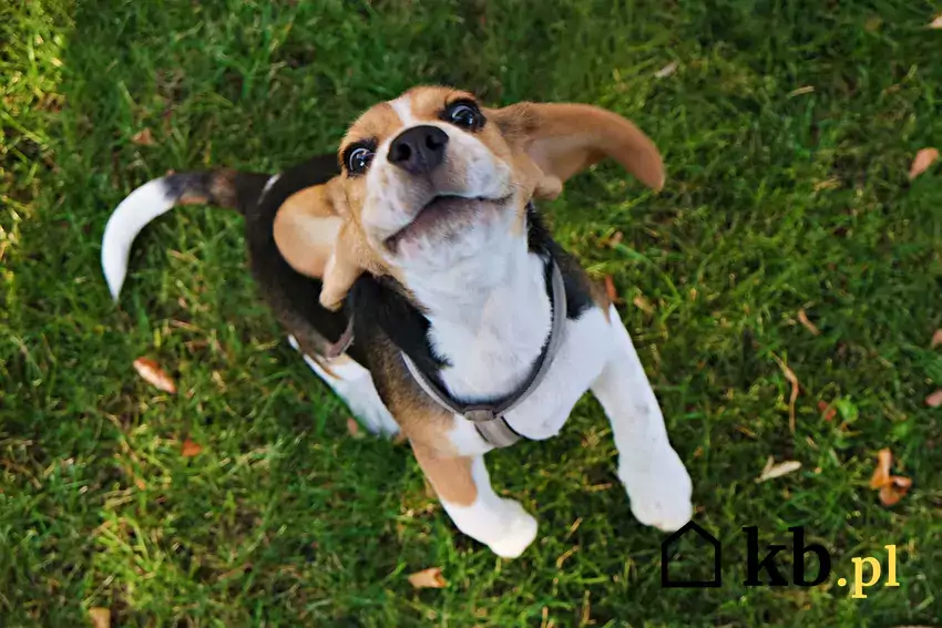 Radosny beagle na trawie