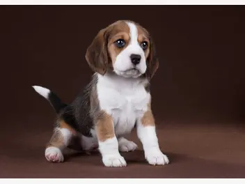 Ilustracja artykułu ile kosztuje szczeniak beagle? zobacz ceny beagle z hodowli