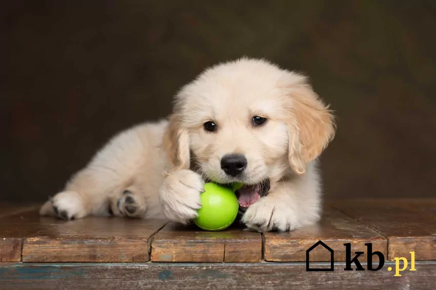 Szczeniak golden retriever z piłką