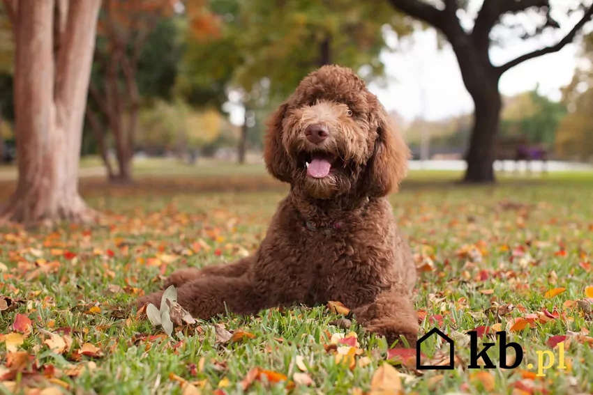 Labradoodle na trawie.