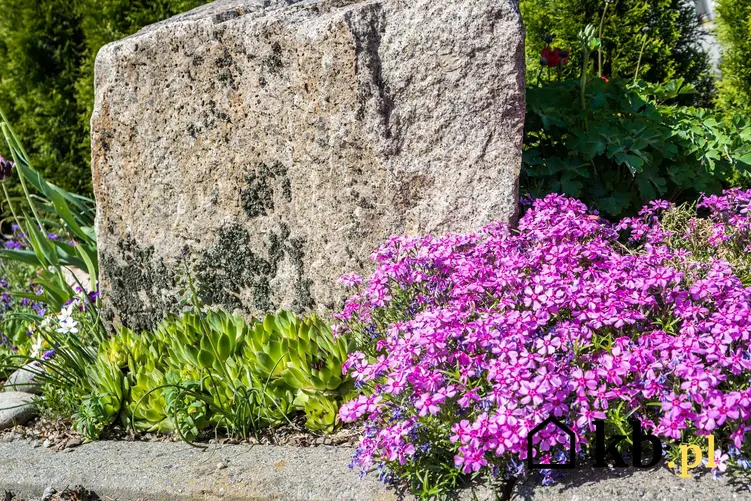 Fioletowe goździki rosnące na skalniaku, a także TOP 10 najpiękniejszych roślin na skalniak
